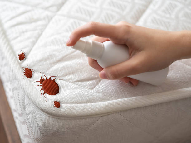 Reliable Nekoosa, WI Pest Control Solutions